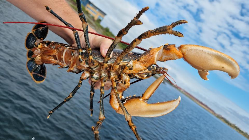 Lenke til artikkel: Hummeren fredet på flere steder rundt Karmøy
