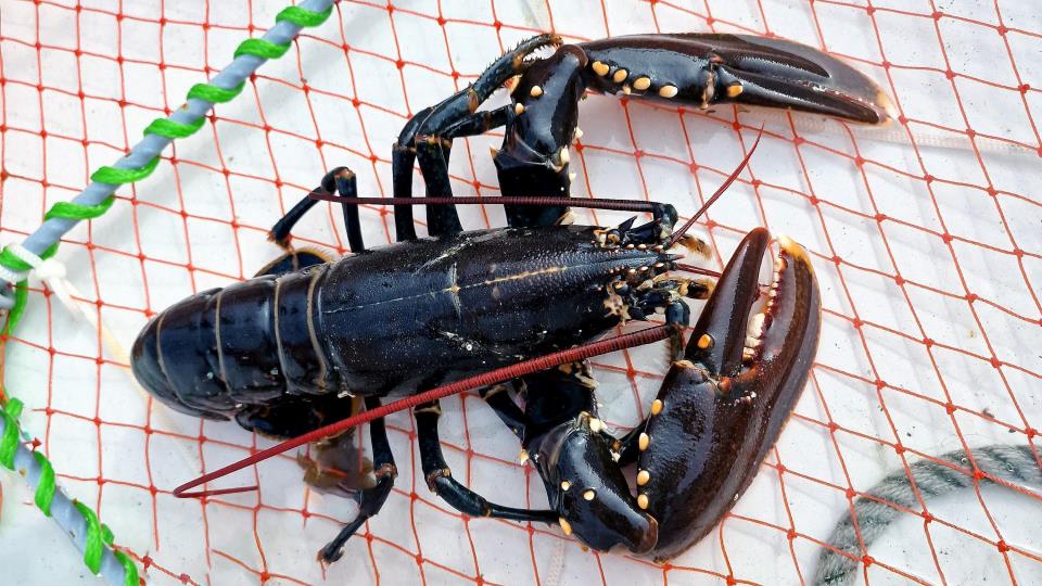 Lenke til artikkel: Foreslår stopp i hummerfiske i tre områder
