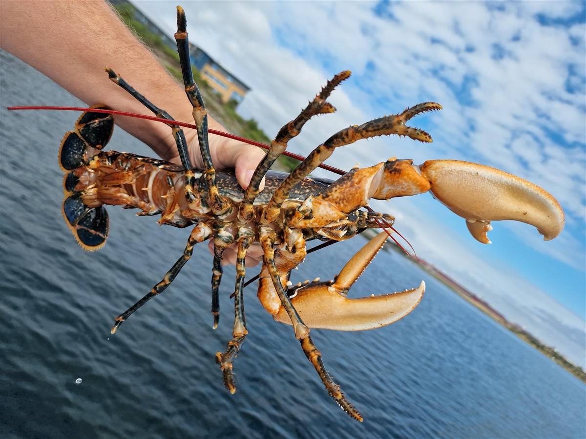 Hummer fanget i karmsundet.  - Klikk for stort bilde