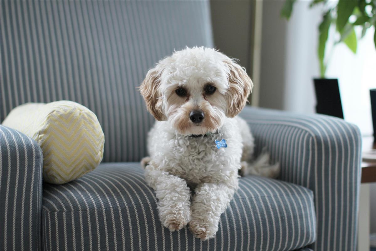 hund i stol - Klikk for stort bilde